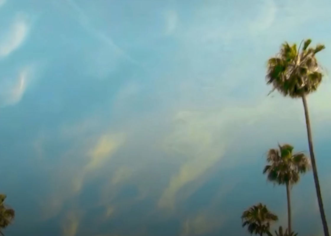 Sky view with palm trees