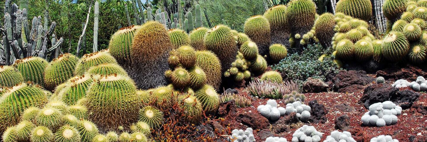 california-natives-biolgyx499-22