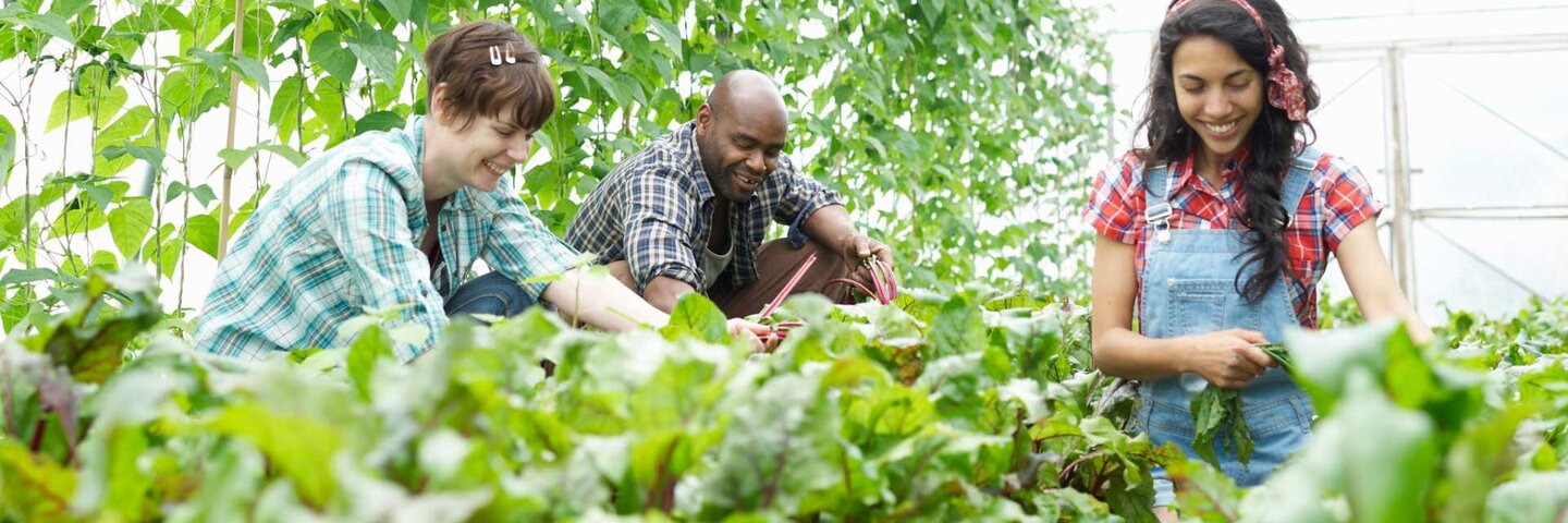 Community farming on a small holding.