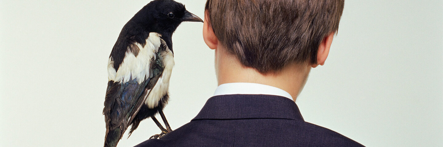 magpie on a boy's shoulder, rear view